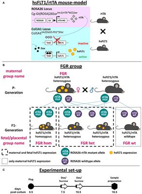 Human sFLT1 Leads to Severe Changes in Placental Differentiation and Vascularization in a Transgenic hsFLT1/rtTA FGR Mouse Model